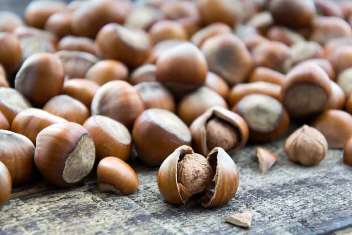 Best hazelnut’s suppliers and manufacturers