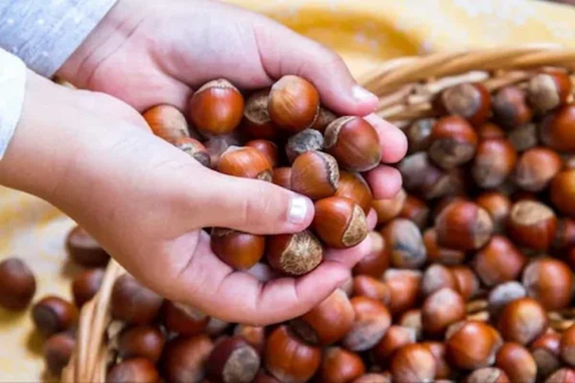 High quality hazelnut with shell